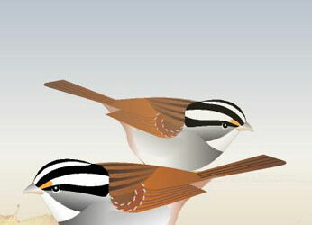 First Saturday Bird Walk